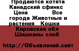 Продаются котята Канадский сфинкс › Цена ­ 15 000 - Все города Животные и растения » Кошки   . Кировская обл.,Шишканы слоб.